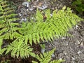 Upside-down Fern Arachniodes standishii or Upside-down Fern / The Botanical Garden of the University of Zurich, Switzerland Royalty Free Stock Photo