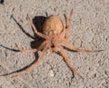 Upside down hairy spider Royalty Free Stock Photo