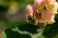 A upside down honey bee looking for pollen Royalty Free Stock Photo