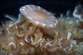 Upside down jelly fish underwater Royalty Free Stock Photo