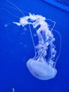 Upside-down jelly fish Royalty Free Stock Photo