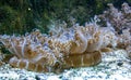 Upside-down jellyfish - Cassiopea andromeda - mangrove jellyfish symbiotic with algae, lying on the bottom in a bright place for