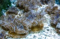 Upside-down jellyfish - Cassiopea andromeda - mangrove jellyfish symbiotic with algae, lying on the bottom in a bright place for