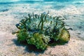 Upside Down Jellyfish Cassiopea andromeda Royalty Free Stock Photo