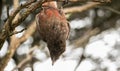 Upside-down Kaka bird keeps both eyes on the camera