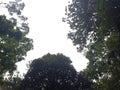 Upside down look to green crumbs of tree with blue sky in background.