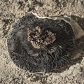 An Upside Down Mushroom Reveals Hidden Insect Larvae Royalty Free Stock Photo