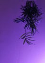Upside down plant in pot with purple light Royalty Free Stock Photo