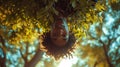 Upside-Down Portrait of a Person Hanging from a Tree Branch, giving a playful, topsy-turvy perspective in a sunlit park