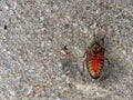 Upside down rainbow shield bug rolls onto its back over sand on beach background Royalty Free Stock Photo