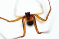 Upside down red house spider Royalty Free Stock Photo