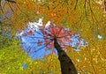 Upside down red yellow maple leaf Royalty Free Stock Photo