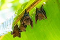 Upside down sleeping bats hanging under banana leaf to avoid sunlight