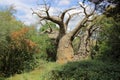 Upside-down tree in nature preserve