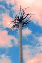 Upside down - tree roots against blue sky with pink clouds Royalty Free Stock Photo