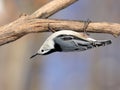 Upside down white-breasted nuthatch