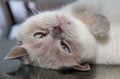 Upside down white british shorthair cat on table glass surface Royalty Free Stock Photo