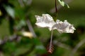 Upside-down white hibiscus or gumamela flower, soft background