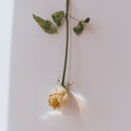 Upside down white rose on a wall Royalty Free Stock Photo