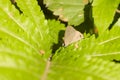 Upside shot of a lepidoptera butterfly resting in nature habitat Royalty Free Stock Photo