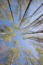 Upside view of the birch trees canopy and the emerald green emerging leaves Royalty Free Stock Photo