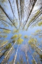 Upside view of the birch trees canopy and the emerald green emerging leaves Royalty Free Stock Photo