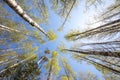 Upside view of the birch trees canopy and the emerald green emerging leaves Royalty Free Stock Photo