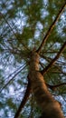 An upside view of a Casuarina equisetifolia tree Royalty Free Stock Photo