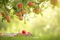 upsidedown apple tree with fruit hanging towards the ground, picnic below Royalty Free Stock Photo