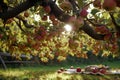 upsidedown apple tree with fruit hanging towards the ground, picnic below Royalty Free Stock Photo