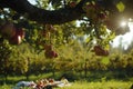 upsidedown apple tree with fruit hanging towards the ground, picnic below Royalty Free Stock Photo