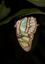 Upsidedown Butterfly - Ecuador