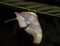 Upsidedown Butterfly - Peru Royalty Free Stock Photo