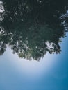 Upsidedown green tree and sky blue