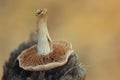 Upsidedown mushroom cap