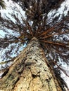 upstair tree branches spruce branches and sky nature