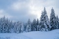 Upstanding pines on snowy ground, Snow-covered trees in bitter winter