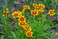 UpTick Gold and Bronze hybrid Coreopsis Royalty Free Stock Photo