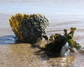 Limpet and Seaweed Neighbours