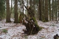 The upturned root of the tree, covered with moss, lies on the ground covered with dirty spring snow Royalty Free Stock Photo