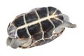 Upturned tortoise Royalty Free Stock Photo