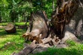 The root and trunk of a large poplar in a city summer park after a stormy wind Royalty Free Stock Photo