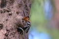 Upupidae - a rare birt in Thailand Royalty Free Stock Photo