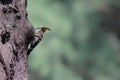 Upupidae - a rare birt in Thailand Royalty Free Stock Photo