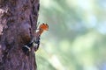 Upupidae - a rare birt in Thailand Royalty Free Stock Photo