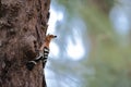 Upupidae - a rare birt in Thailand Royalty Free Stock Photo