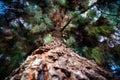 Upward angle of large pine tree bark Royalty Free Stock Photo