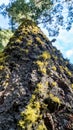 Upward angle of large tree covered with moss