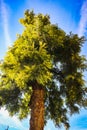 Upward angle of large tree