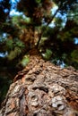 Upward angle of pine tree